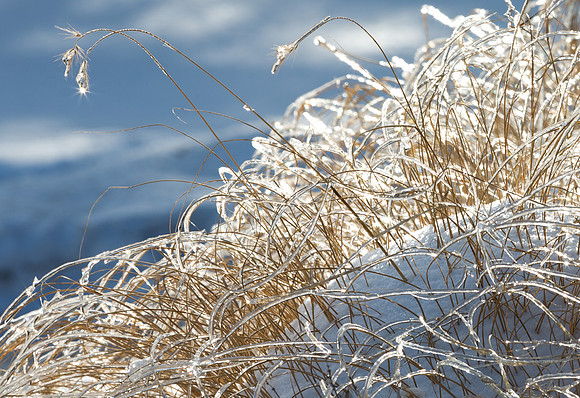 Dow Gardens in Winter at Midland Michigan