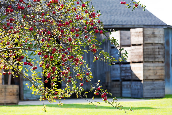 Baynes Apple Farm - Freeland Michigan