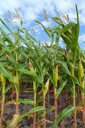 Corn Field against Blue Sky