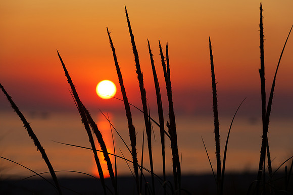 Beach Grass Silhouette