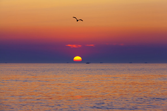 A Seagull's Sunset