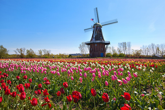 Tulip Fields in Spring - Holland Michigan