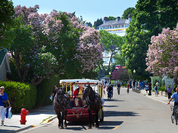 Lilac Time on the Island