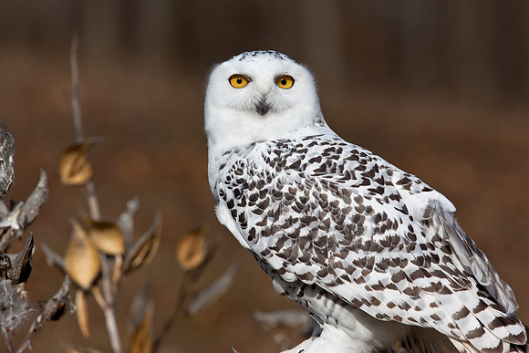Female Snowy Owl in Autumn