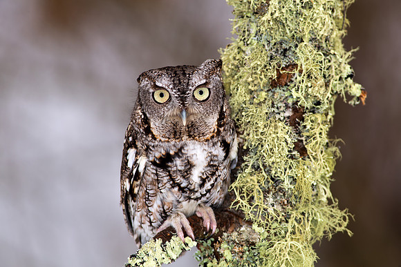 Eastern Screech Owl in Winter II