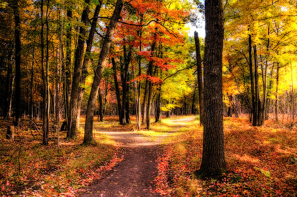 Tobico Marsh Path