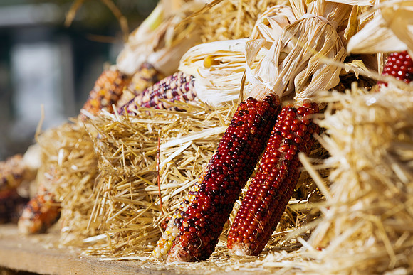 Indian Corn on Farmer's Wagon