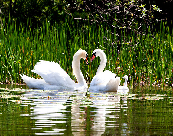 Mute Swan Pair with Baby
