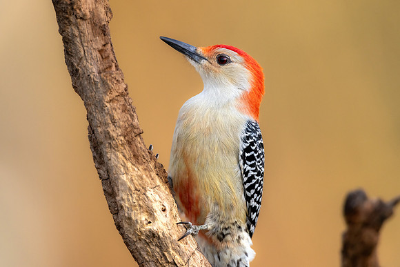 0L9A3867-RB Woodpecker