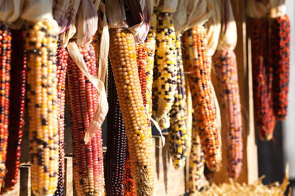 Indian Corn on Farmer's Wagon