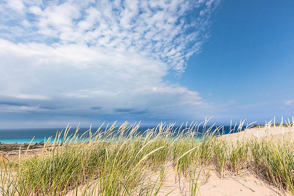 Dune Grass Day