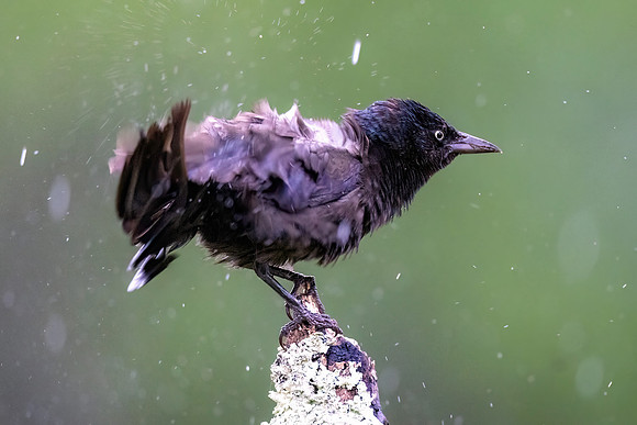 CS232363-Wet Grackle