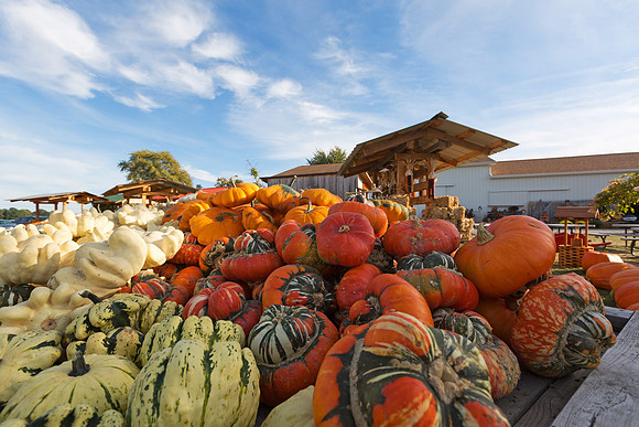 Pumpkins and Gourds for Sale on a Farm Wagon