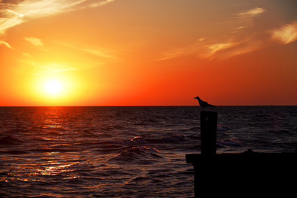 The Gull & the Sunset