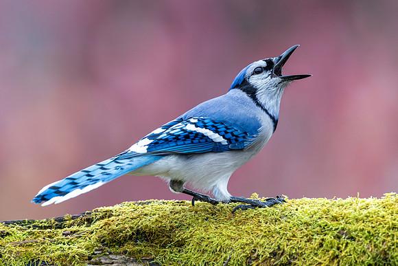 CMS_6027-Bluejay