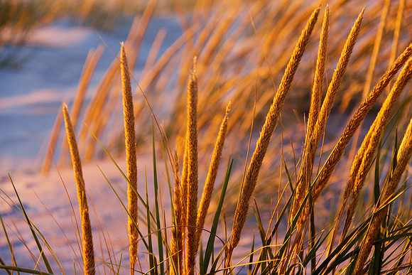 Dune Grass