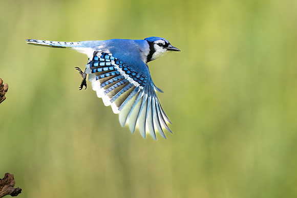 CS235616-Bluejay