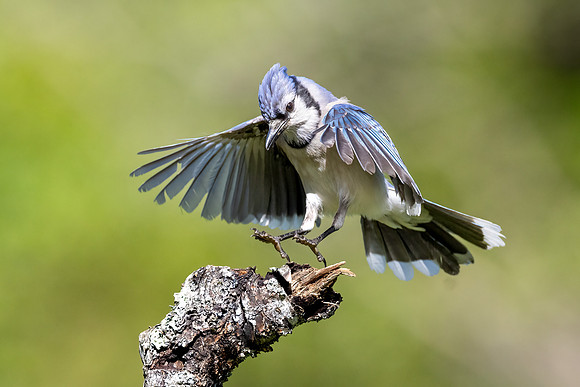 CS236262-Bluejay