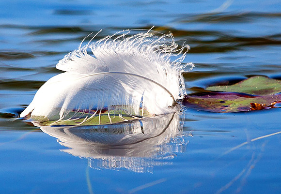 Floating Swan Feather