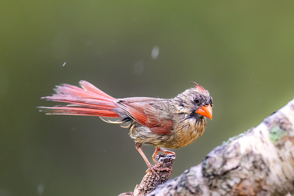 CS231938-Fem Cardinal in Rain