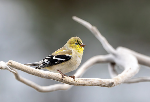 CS235330-Goldfinch - Male