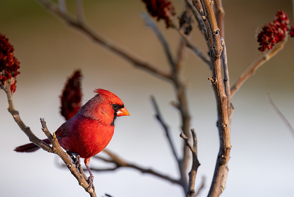 CS218352-Male Cardinal crop