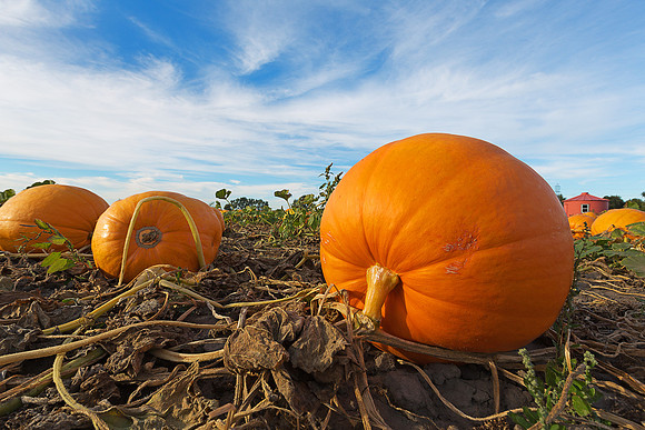 Giant Pumpkins for Sale