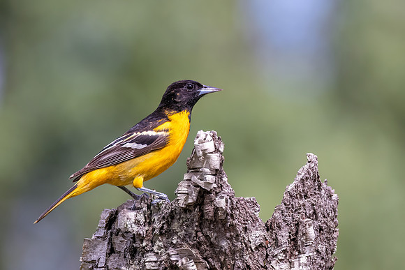 CS230002-Oriole