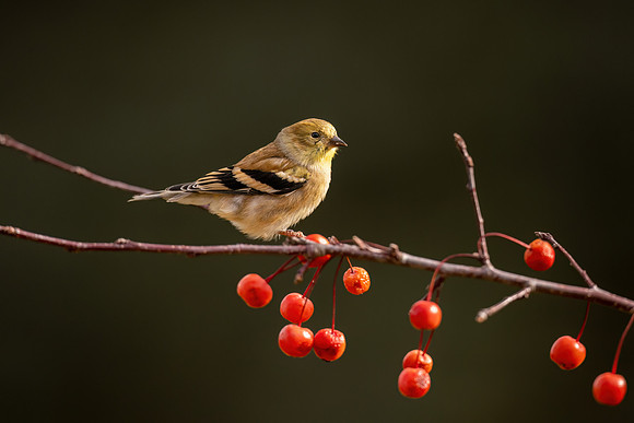 CS214089-Goldfinch