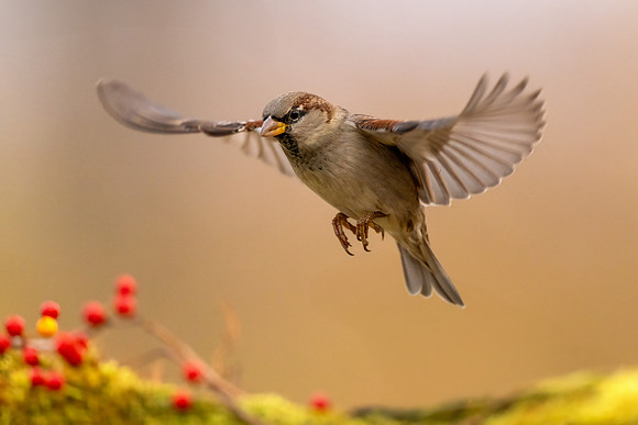 CMS_5809-Sparrow Flight
