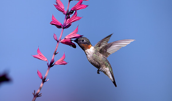 _S230684-Hummer
