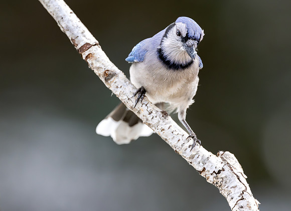 CS236100-Blue Jay