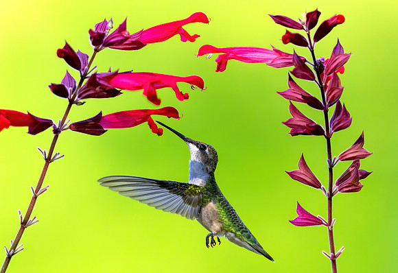_S235303-Hummingbird