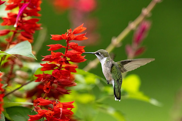 _S230907-Hummer