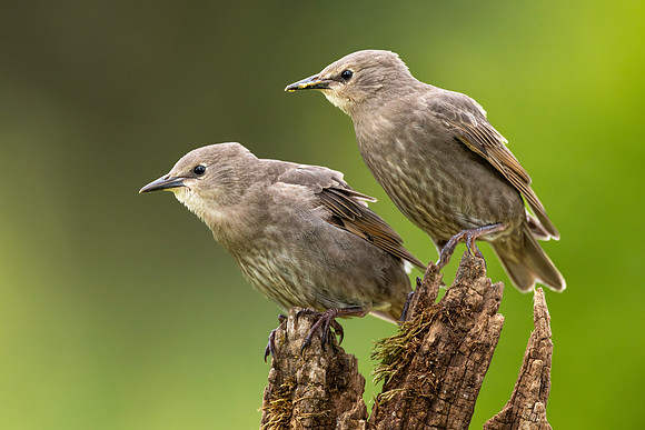 CMS_5160-Immature Starlings
