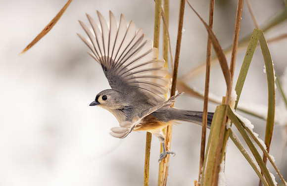 CS215865-Tit-Flight crop
