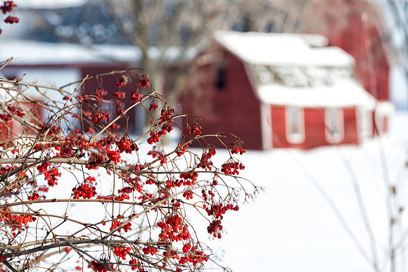 Red Berries & Red Barns