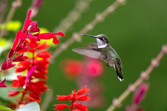 _S230954-Hummer