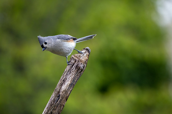 CS219240-Titmouse