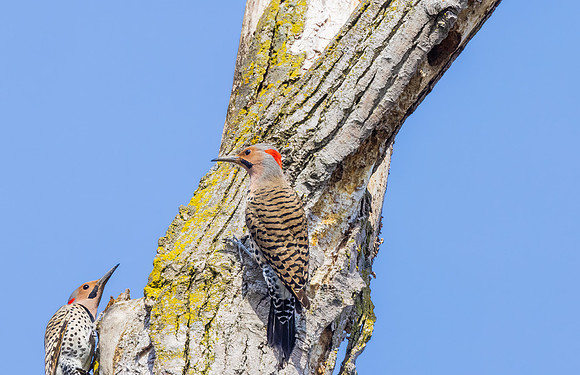 _S230651-Northern Flickers