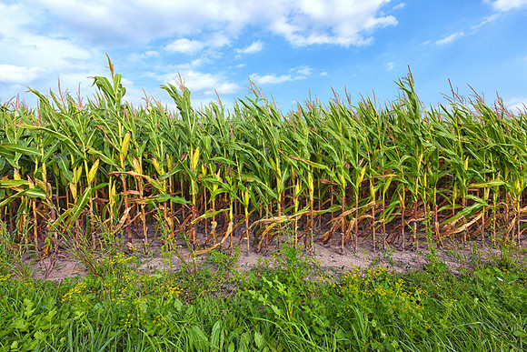 Corn Field against Blue Sky