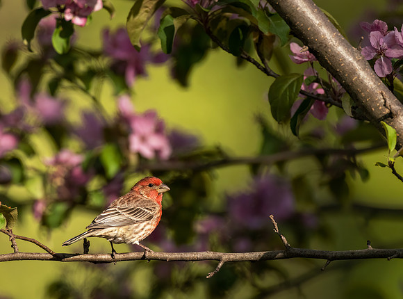 _S238958-House Finch