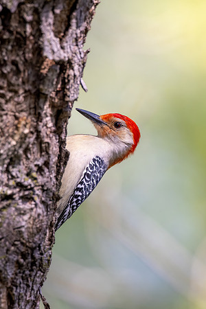 _S238615-RB Woodpecker