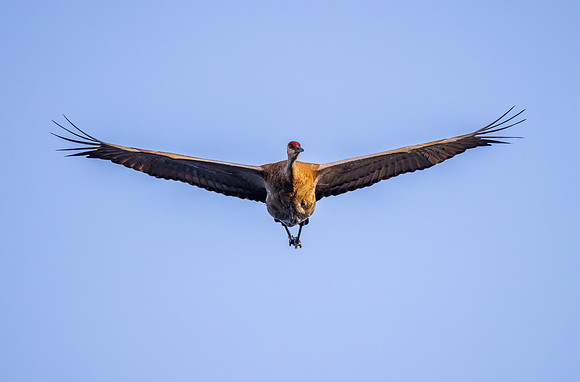 _S239984-SH Crane Flight