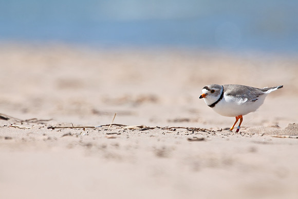Piping Plover 8