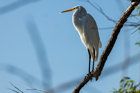 CS213297-Great Egret