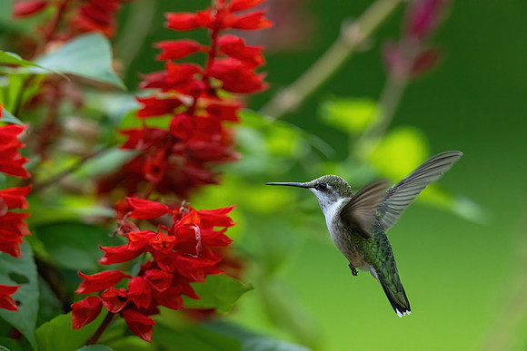 _S230913-Hummer