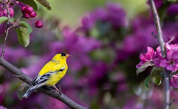 _S237969-Goldfinch
