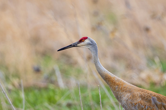 _S235250-Sandhill Crane copy