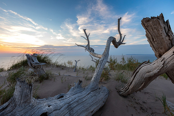 Ghost Tree Cliff